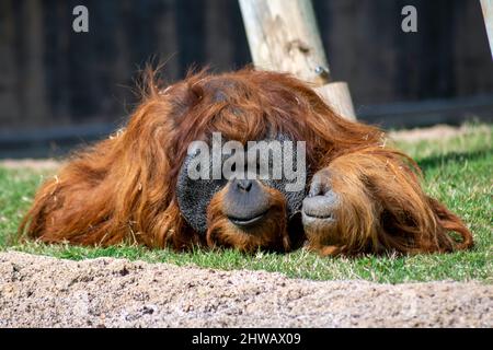 Orang-Utans sind große Affen, die in den Regenwäldern Indonesiens und Malaysias beheimatet sind und heute nur noch in Teilen von Borneo und Sumatra gefunden werden Stockfoto