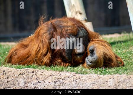 Orang-Utans sind große Affen, die in den Regenwäldern Indonesiens und Malaysias beheimatet sind und heute nur noch in Teilen von Borneo und Sumatra gefunden werden Stockfoto