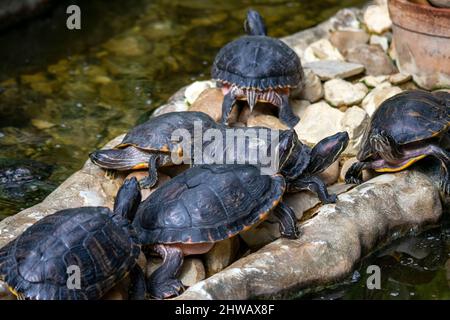 Die Gruppe der gemalten Schildkröten (Chrysemys picta) ist die am weitesten verbreitete einheimische Schildkröte Nordamerikas. Sie lebt in langsam sich bewegenden Süßgewässern. Stockfoto