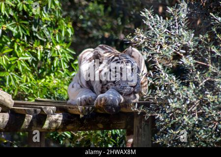 Der weiße Tiger oder gebleichte Tiger ist eine leukistische Pigmentvariante des bengalischen Tigers, des sibirischen Tigers und Hybriden zwischen den beiden. Zoo von Lissabon. Stockfoto