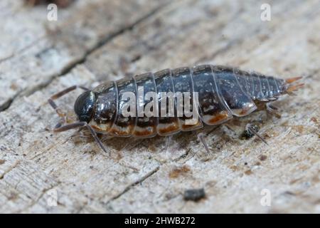 Nahaufnahme eines schnellen Holzhauses, Philoscia muscorum, das auf einem Stück Holz im Garten sitzt Stockfoto