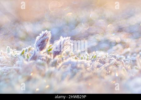 Pulsatilla pratensis subsp. Bohemica, kleine Pasquenblütengattung Pulsatilla, heimisch in Mittel- und Osteuropa. Gefrorener Reim und Sonnenris am ersten Morgen Stockfoto