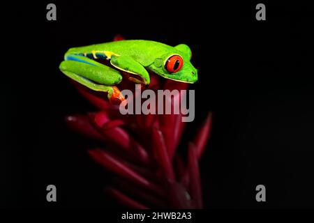 Schöne Amphibien im Nachtwald, exotische Tiere aus Amerika auf roter Blütenblüte. Baumfrosch mit roten Augen, Agalychnis callidyas, Tier mit großen Stockfoto