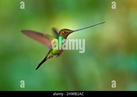 Ensifera ensifera, ein Kolibri mit Schwertschnur, gilt als die einzige Vogelart, die einen Schnabel länger hat als der Rest ihres Körpers. Natur Wald ha Stockfoto