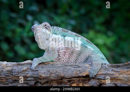 Furcifer pardalis, Panther-Chamäleon, das auf dem Ast in Waldhabitat sitzt. Exotisch schönes endemisches grünes Reptil mit langem Schwanz aus Madagaskar. W Stockfoto