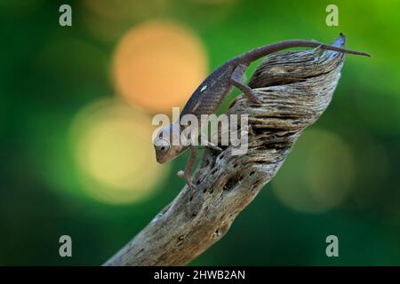 Furcifer verrucosus, warzige stachelige Chamäleon, die auf dem Ast in Waldlebensraum sitzt. Exotisch schönes endemisches grünes Reptil mit langem Schwanz aus Madagaskar Stockfoto