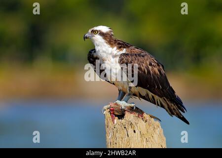 Fischadler mit Fisch. Greifvögel Fischadler, Pandion haliaetus, Fütterung von gefangenem Fisch, Mexiko. Wildlife-Szene aus der Natur. Adler mit toten Fischen. Tier beh Stockfoto