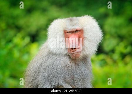 Hamadryas Pavian, Papio hamadryas, aus Etiopia in Afrika. Wildes Säugetier im Naturlebensraum. Affen füttern Früchte in der grünen Vegetation. Wildtiere Stockfoto