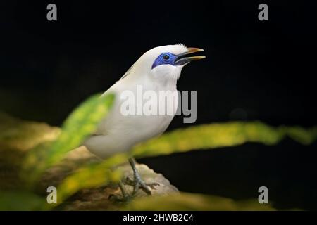 Rothschilds Mynah, Leucopsar rothschildi, auf Bali, Idonesien, Asien. Tier in der Natur Lebensraum. Seltener Vogel, der auf dem Ast sitzt. Klarer Wald im Hintergrund Stockfoto