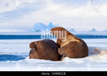 Walrus, Odobenus rosmarus, ragen aus blauem Wasser auf weißem Eis mit Schnee, Svalbard, Norwegen. Mutter mit Kind. Junger Walross mit Weibchen. Winter Arcti Stockfoto