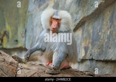 Makaken, Macaca arctoides, Affe aus Thailand, Asien. Rotgesicht Tier auf Stein im Tropenwald. Affe im Lebensraum, grün ve Stockfoto