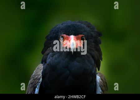 Bateleur Adler Nahaufnahme Detail Porträt. Bateleur-Adler, Terathopius ecaudatus, brauner und schwarzer Greifvogel im natürlichen Lebensraum, sitzt auf dem BH Stockfoto