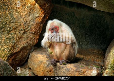 Makaken, Macaca arctoides, Affe aus Thailand, Asien. Rotgesicht Tier auf Stein im Tropenwald. Affe im Lebensraum, grün ve Stockfoto