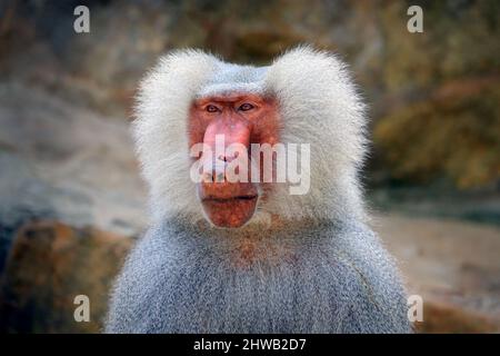 Makaken, Macaca arctoides, Affe aus Thailand, Asien. Rotgesicht Tier auf Stein im Tropenwald. Affe im Lebensraum, grün ve Stockfoto