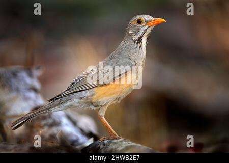 Kurrichane-Drossel, Turdus libonyana, Vogel, der auf dem Baumstamm in der Natur sitzt. Soor in Naturlebensraum, grauorange Vogel mit rotem Schnabel in Stockfoto