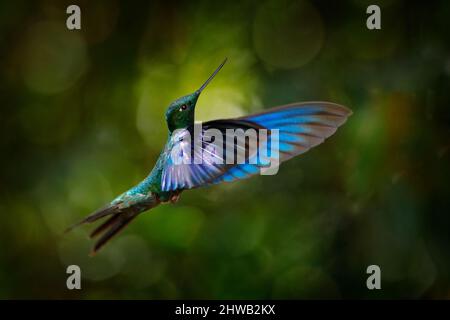 Tropische Tierwelt. Großer Saphirschwein, Pterophanes cyanopterus, großer blauer Kolibri mit roter Blüte, Yanacocha, Pichincha in Ecuador. Zwei Vögel saugen Stockfoto