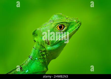 Basilisk-Porträt. Grüner Basilisk, Basiliscus plemifrons, mit klarem Naturhintergrund. Nahaufnahme Porträt einer wilden Eidechse in grüner Vegetation, M Stockfoto