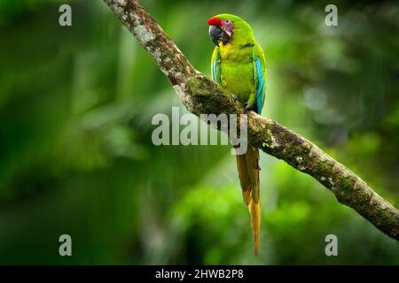 Papagei Great-Green Ara auf Baum, Ara ambigua, Wilder seltener Vogel im Naturlebensraum, sitzt auf dem Ast in Costa Rica. Wildlife-Szene in tropisch für Stockfoto