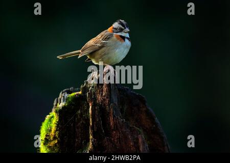 Zonotrichia capensis, Rufus-colared Sparrow, exotischer tropisch blauer Vogel aus Costa Rica. Vogelbeobachtung in Südamerika. Tangare im Lebensraum, sitzend Stockfoto