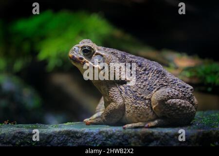 Rhinella Marina, Cane Kröte, großer Frosch aus Costa Rica. Gesicht Porträt von großen Amphibien in der Natur Lebensraum. Tier im Tropenwald. Wildlife sc Stockfoto