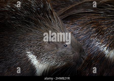 Porcupine Detail Nahaufnahme Porträt. Kap-Stachelschwein, Hystrix africaeaustralis, niedliches Tier in der Natur, Kruger NP, Südafrika. Stachelkiel schwarz und Stockfoto