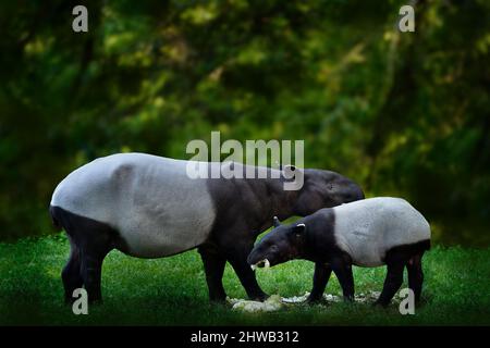 Tapir im Wald. Malaiischer Tapir, Tapirus indicus, Mutter und Junge ernähren sich in grüner Vegetation. Niedliche große Tier in der Natur Lebensraum, Malaysia in Stockfoto