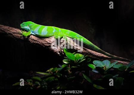 Fidschi gebänderter Leguan, Brachylophus bulabula, grüne Eidechse, die auf dem Baumzweig im dunklen Tropenwald sitzt. Reptil aus Fidschi. Wildtierszene von na Stockfoto