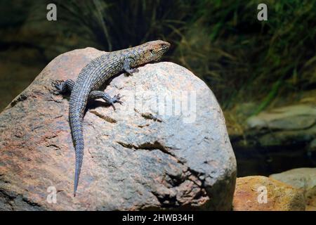 Cunninghams Stachelschwanzskink, Egernia cunninghami, eine große Eidechse, die auf dem Stein in der Natur sitzt. Großes Reptil aus Australien. Skink in Th Stockfoto