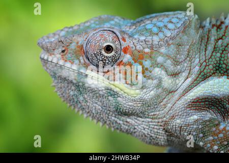 Sitzen auf dem Ast im Wald Lebensraum. Exotisch schönes endemisches grünes Reptil mit langem Schwanz aus Madagaskar. Wildlife-Szene aus der Natur. Stockfoto