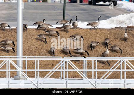 Eine Herde Kanadagänse (Branta canadensis), die auf einem Flussufer in der Stadt grasen Stockfoto