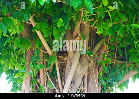 Blick auf den Ficusbaum in Tel Aviv, Israel Stockfoto