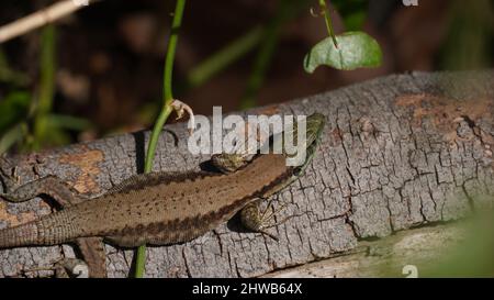 Phoenicolacerta laevis, die Libanoneidechse, ist eine Art von Eidechsen aus der Familie Lacertidae. Es wird in Israel, im Libanon gefunden Stockfoto