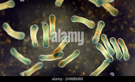 Corynebacterium diphtheriae, Illustration Stockfoto