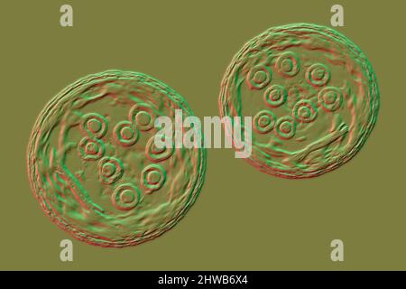 Zysten von Entamoeba coli protozoan, Abbildung Stockfoto