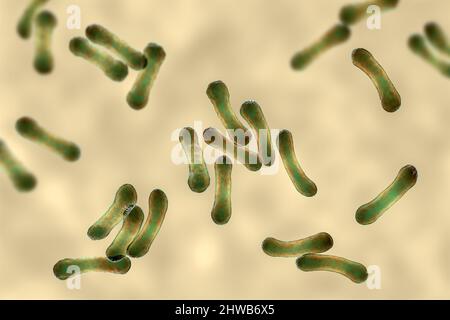 Corynebacterium diphtheriae, Illustration Stockfoto