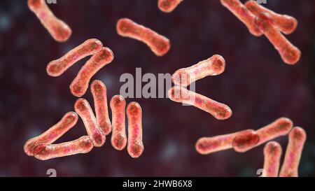 Corynebacterium diphtheriae, Illustration Stockfoto