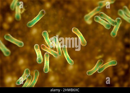 Corynebacterium diphtheriae, Illustration Stockfoto