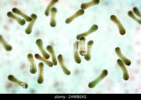 Corynebacterium diphtheriae, Illustration Stockfoto