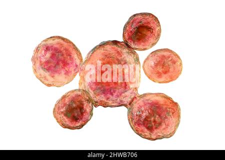 Pilze Paracoccidioides lutzii, Illustration Stockfoto