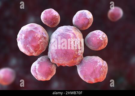 Pilze Paracoccidioides lutzii, Illustration Stockfoto