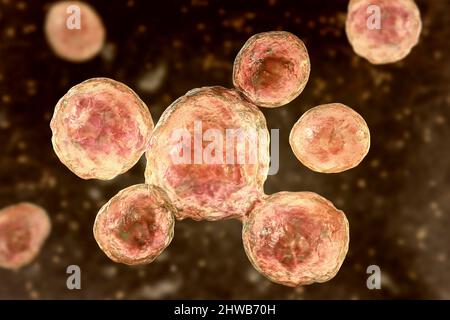 Pilze Paracoccidioides lutzii, Illustration Stockfoto
