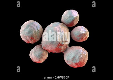 Pilze Paracoccidioides lutzii, Illustration Stockfoto