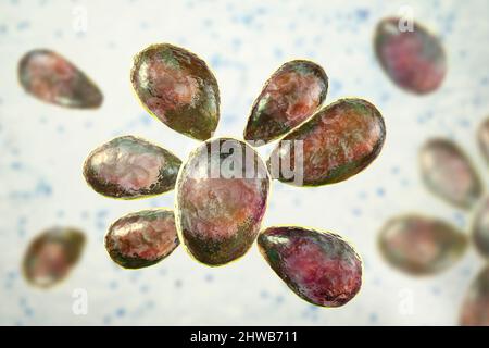 Pilze Paracoccidioides braziliensis, Illustration Stockfoto