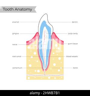 Anatomie des menschlichen Zahns, Abbildung Stockfoto