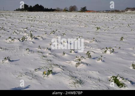 goldene Gänseblümchen unter dem Schnee in der Bretagne Weizenchrauthemum unter dem Schnee in der Bretagne Stockfoto