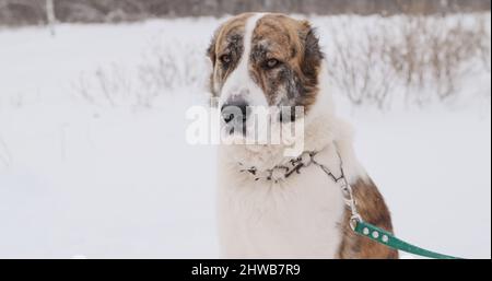 Großer Hund der Alabai, ein zentralasiatischer Schäferhund brütet im Winter auf der Straße Stockfoto