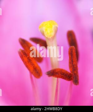 Tulpen - Schönheiten des Frühlings. Gartentulpen im Frühling. Stockfoto