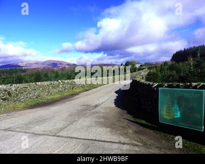 Garrocher Tree Farm, eine Weihnachtsbaumfarm in der Nähe von Balloch Wood, Creetown, Dumfries und Galloway, Schottland Stockfoto