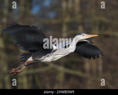 Graureiher auf einem Baumstumpf, von wo aus er sicher preen und auf Raubtiere und wo sie sich ernähren können beobachten kann. Stockfoto