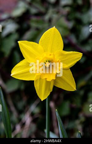 Eine leuchtend gelbe Narzissenblume im Frühling Stockfoto